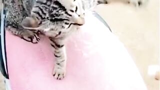 Cat and Dog very funny fighting movement!!! #pats lovers