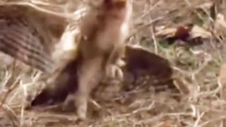 Eagle Hunting , Eagle vs rabbit