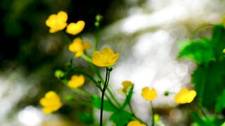 Beauty and natural life 0047