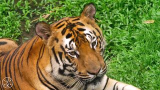 WILDLIFE IN 4K (ULTRA HD) 60fps 2023