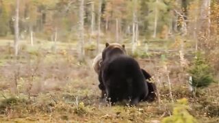 Best of Animal Attack - Most Amazing Moments of Wild Animal Fight - Wild Discovery Animal
