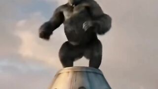 Funny  gorilla ???? ????