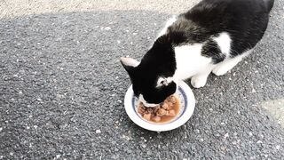 Hungary cat eating the food