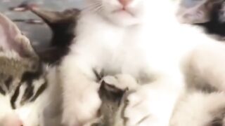 Animals