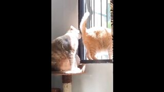 Funnt cute cats