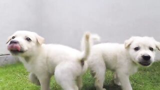 Funny dogs | funny videos | funny dog