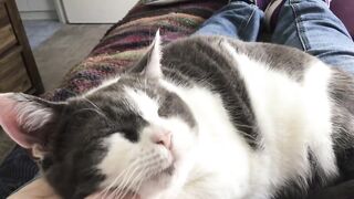 Cats kittens