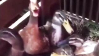 Try not to laugh really funny.#Memes #funny #Shorts #viral #Laugh #Daily shorts #Daily videos #Dank memes