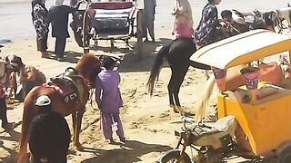 Horses on Beech