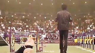 Dog ????