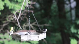 Birds Nature Beauty 007