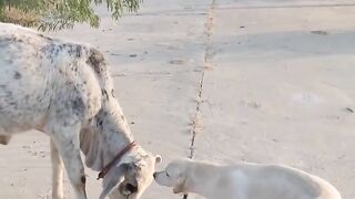 Animals