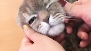 Cute ???? cat funny