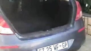 Funny animal  funny animal