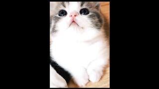 amazing cats