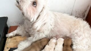 Cute Animals Grow Up - Little Puppies Grow  2023