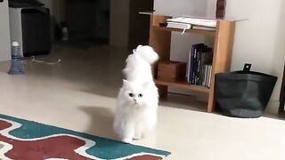 Cute Persian cat