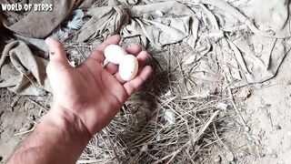 Pigeon baby growing up  || in which the pigeon is laying eggs