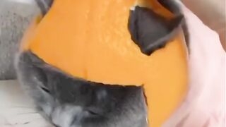 Cute & Crazy Cats Funny Viral Clips????|| Best funny Cats ????|| trending #P9