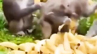 Monkey Eats Banana's