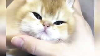 ???? LAUGH Non-Stop With These Funny Cats ???? - Funniest Cats Expression  ???? - Funny Cats #P10