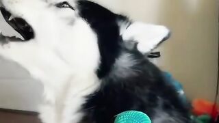 Funniest Videos 2023 -- Cute Cats and Funny Dogs