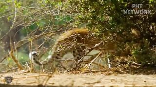 Angry Buffalo Attack Crazy Leopard to Rescue himself - Wild Animal Attack