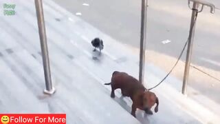 Crow & Dog Funny Comedy | Full funny comedy