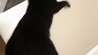 Funny Cats ???? episode 575 #shorts.