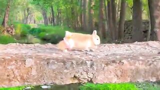 The little rabbit takes the little duck to swim and pet it. Rabbit, a cute little pastoral pet.