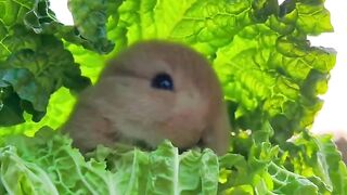 The little rabbit secretly eats cabbage and is cute. Rabbit is a cute little pastoral pet.