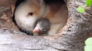 The little rabbit grooms the feathers of the bird and makes it cute. Rabbit, a cute little pastoral.