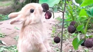 The little rabbit eats red bayberry and makes me want to look at it. Cute pet rabbit. Cute pet in t.