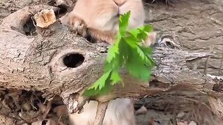 The little rabbit eats celery and is cute. Rabbit is a cute little pastoral pet.