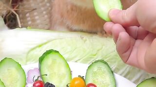 The little rabbit eats a fruit feast and is cute. Rabbit’s cute pet debut plan.
