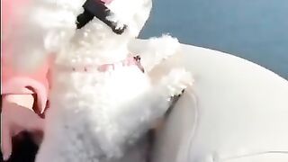 Try not to laugh???? Funny animals