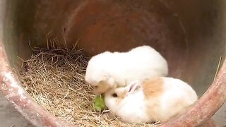 The little rabbit and the dog compete for vegetable leaves to eat cute pets. Rabbits. Little cute p.