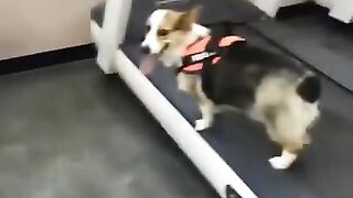 Funny animals video cats and dogs 027
