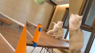 Funny Animal Video _ Cute Animal