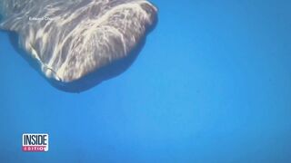 Do Sperm Whales Talk to Each Other? Scientists Say Yes