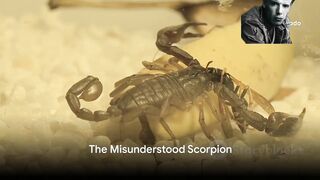Scorpion Myths Debunked: The Truth Behind Their Sting