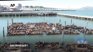 Record number of sea lions have crashed on San Francisco's Pier 39