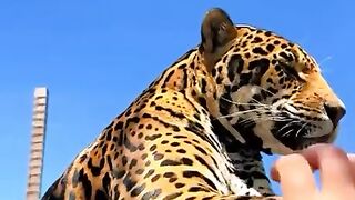 The tiger is friendly and tame