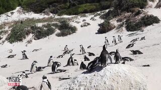 African Penguins May Go Extinct