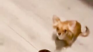 Best Funny Animals #Shorts