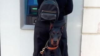 TOP 5 Guard Dogs ???? for Busy People