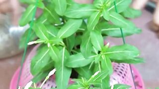 Hanging Wall flower at home | diycore ???? ???? ????
