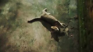Aksi ???? kucing