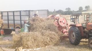 Thresher se Gandum nikalty howdy Dekhen