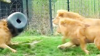 Animals wildlife wild animals